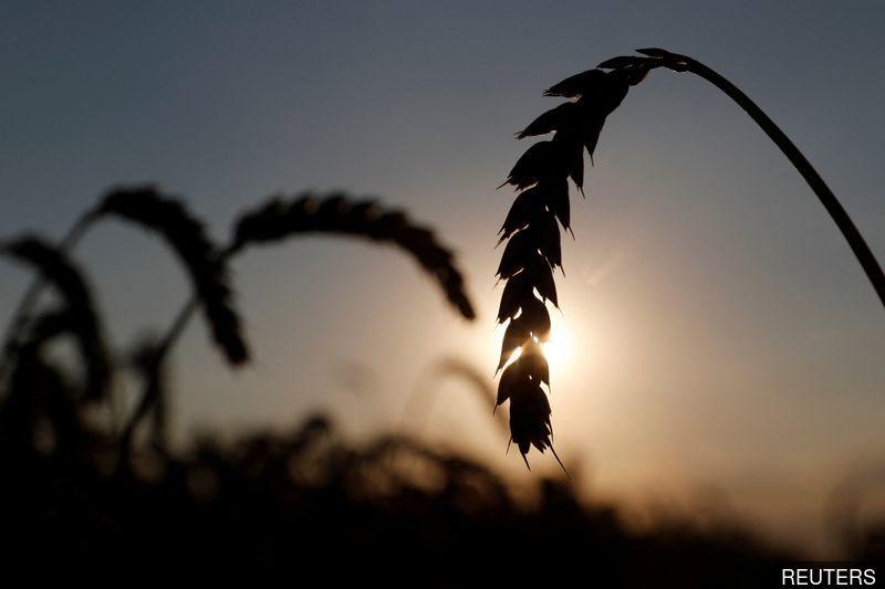Fears of global food shortages as Ukraine farmers stalled