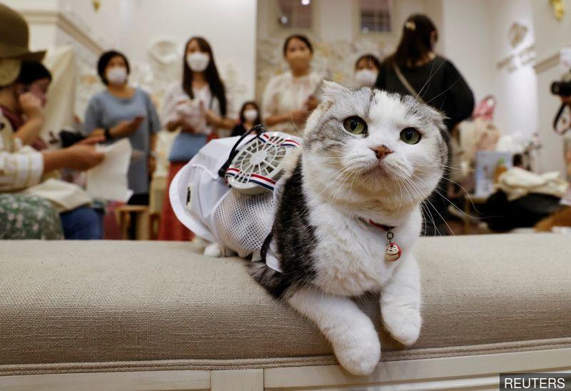 Hot dogs, cats get wearable fans to beat Japan's summer