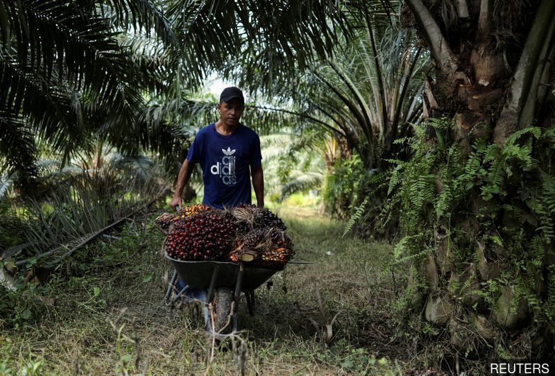 Labour shortages set up Malaysia for third year of palm oil losses