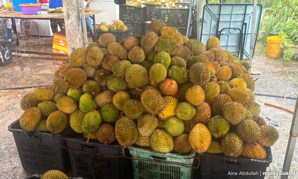 LETTER | Why the king of fruits bowed to supply and demand